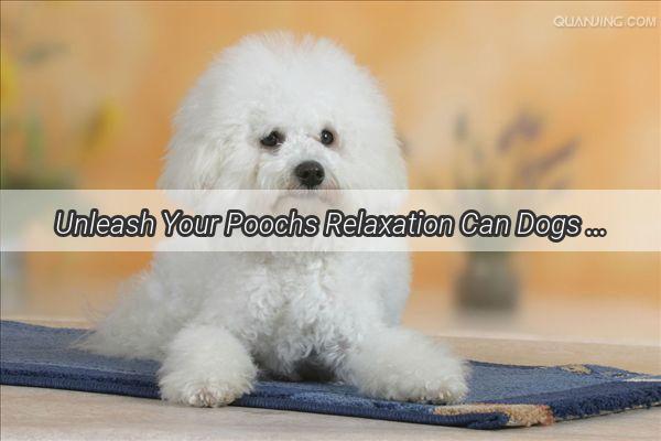 Unleash Your Poochs Relaxation Can Dogs Enjoy an Outdoor Spa Soak